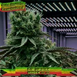 Auto Gagarin Feminised